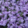 lavender phlox 2