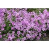 Phlox subulata 1