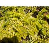 lysimachia nummmularia Aurea 5.
