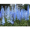delphinium cultorum 3