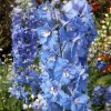 delphinium cultorum 1