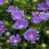stokesia mels blue 1