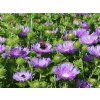 stokesia mels blue 2