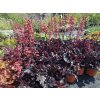 Heuchera Timeless Night - Dlužicha Timeless Night