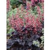 heuchera timeless night 2