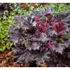 Screenshot 2025 08 12 at 22 41 56 Heuchera 'Timeless Night'