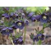 slaty blue2