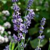 Lavandula 111