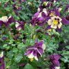 aquilegia 3