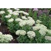 sedum stardust 1