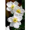 anemone 1