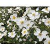 anemone 4
