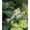 astilbe weisse 2