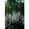astilbe weisse 3