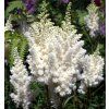 astilbe weisse 1