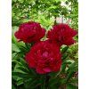 paeonia 2