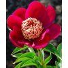 paeonia 1