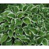 hosta patriot 1