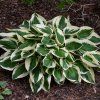 hosta patriot 3