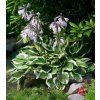 hosta patriot 4