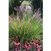 pennisetum 3
