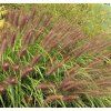 pennisetum 2