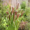pennisetum 1