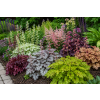 heuchera white revolution 2