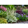 heuchera white revolution 1