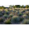 festuca 2
