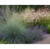 festuca 1