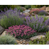 sedum ewerssi 7