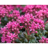 sedum ewerssi 8