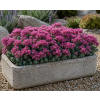 sedum ewerssi 1