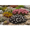 delosperma alpina 2