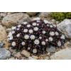 delosperma alpina 1