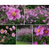 splendens mix