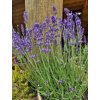 Levandule úzkolistá Havanna - Lavandula angustifolia Havanna