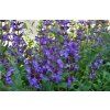 Salvia Officinalisaa