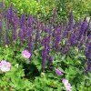 Salvia nemorosa Bordeau Deep Blue 2