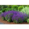 salvioa superba Blue 1