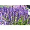Salvia nemorosa Bordeau Deep Blue 1