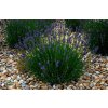 LavandulaangustifoliaAromaticoBlueCompactaaa