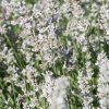 lavandula aromaticosilver 5