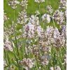 Levandula Aromatico Silver