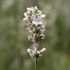 Lavandula Aromatico Silver