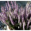 Calluna vulgaris Hylda 2