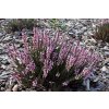 Calluna vulgaris Hylda
