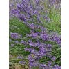 Lavandula Munstead Strain - Levandule lékařská