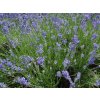 Lavandula Munstead Strain - Levandule lékařská